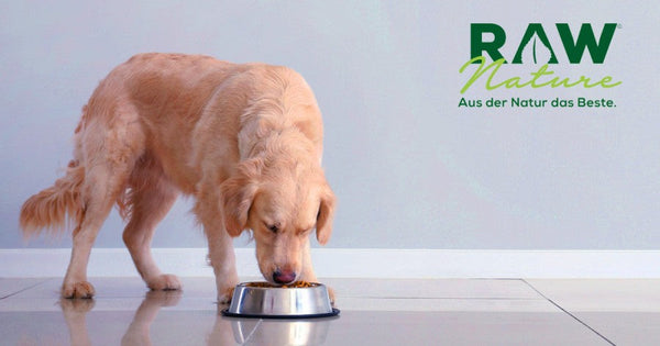 Welches Futter ist das beste für ältere Hunde