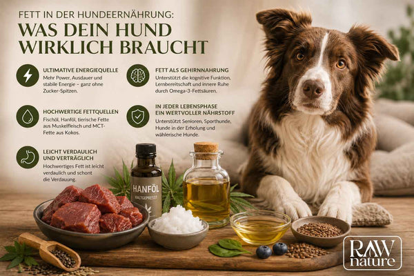 Fett in der Hundeernährung: Warum dein Hund es wirklich braucht