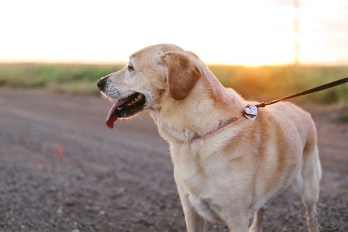 Bewegung für Zwei- und Vierbeiner - Tipps für den Spaziergang mit Hund