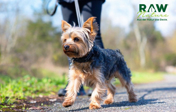 Hundesteuer: Wie wird sie berechnet, wer muss sie zahlen, was muss man über die Registrierung wissen?