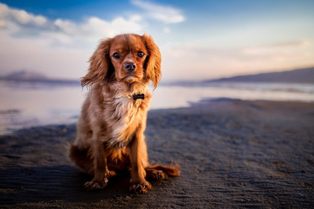 Kaltgepresstes Hundefutter - Gesundheit beginnt im Futternapf