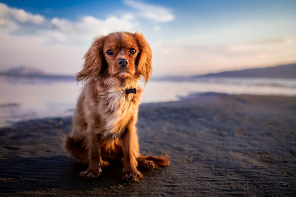 Kaltgepresstes Hundefutter - Gesundheit beginnt im Futternapf
