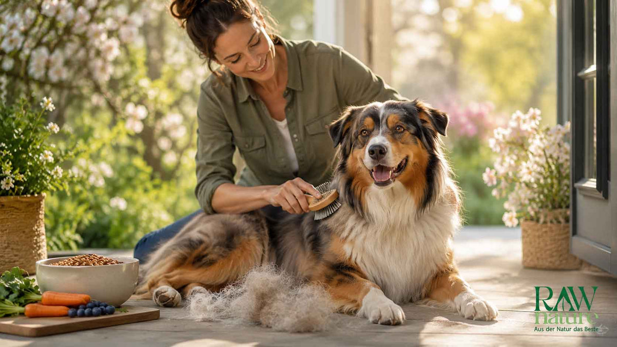 Jahreszeitenwechsel beim Hund: Fellwechsel bewusst begleiten