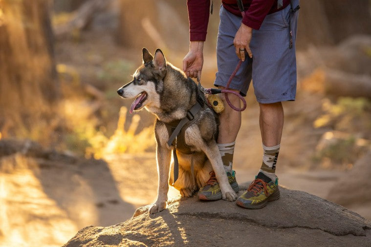 Wanderurlaub mit Hund - praktische Tipps und Tricks für einen unvergesslichen Wanderurlaub mit Ihrem Vierbeiner