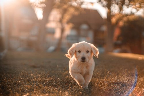 Bedarfsgerechte Ernährung für Ihren Hund - Teil 1