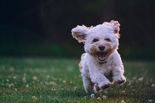 Bedarfsgerechte Hundeernährung - Teil 3