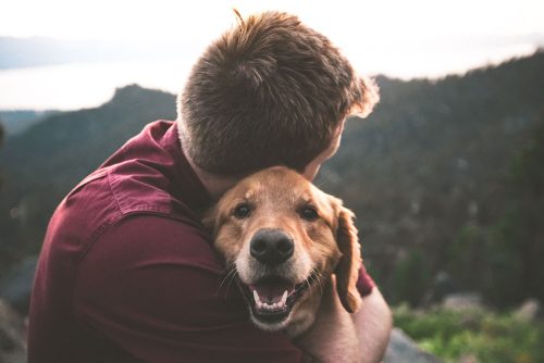 Bedarfsgerechtes Hundefutter - Teil 2
