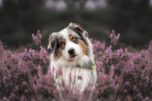 HILFE, MEIN HUND HAT EINEN BIENENSTICH!