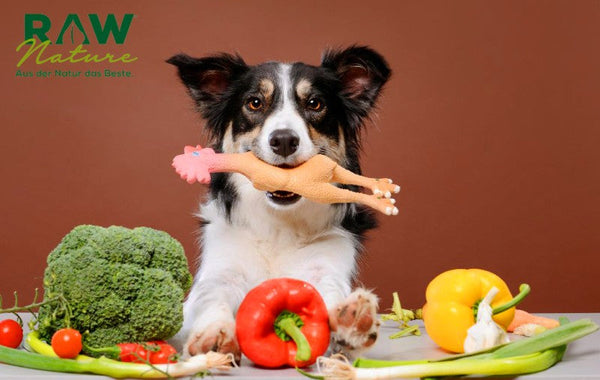 Wie Sie richtig und stressfrei auf ein neues Hundefutter umsteigen: nützliche Tipps und Tricks