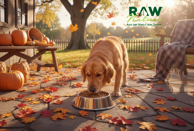 Die Herbsternährung für Hunde: Wie sich der Kalorien- und Vitaminbedarf verändert