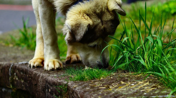 Hilfe, mein Hund frisst ständig Gras!