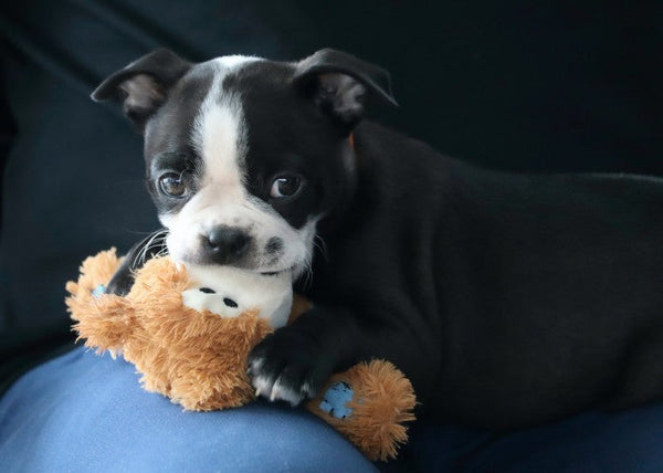 Ein Hund zieht ein - Worauf kommt es jetzt an?