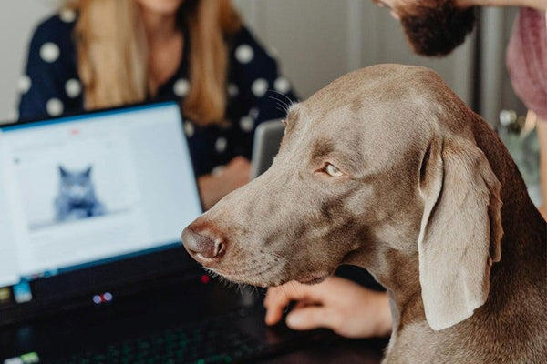 Bürohunde im Trend