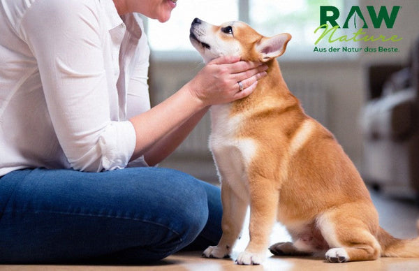 Obligatorische Hundehaftpflichtversicherung: Warum ist sie notwendig, was deckt sie ab, worauf sollte man achten?