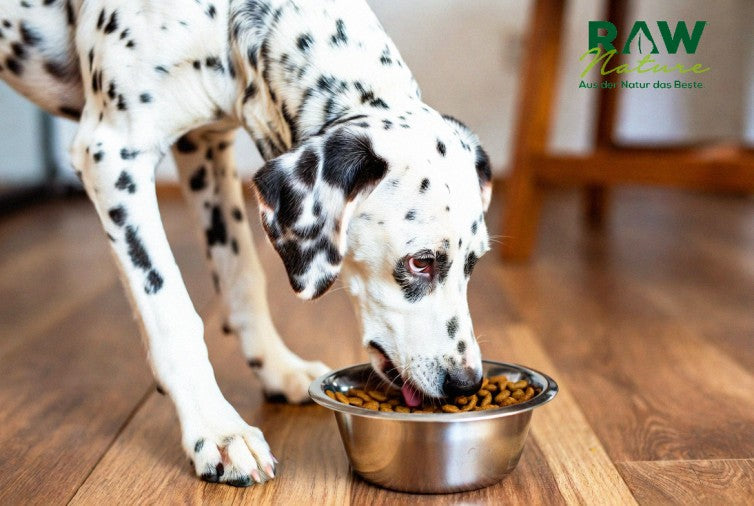 Purinarme Hundefutter – gesunde Ernährung, die für Dalmatiner und Hunde mit empfindlichem Magen geeignet ist
