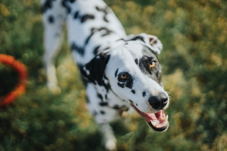 Purinarmes Hundefutter
