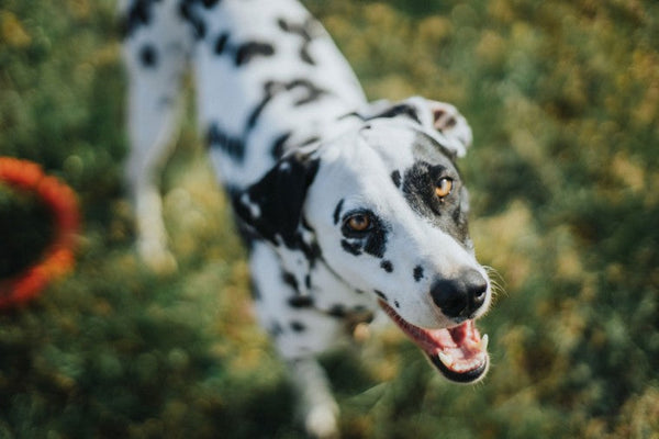 Purinarmes Hundefutter
