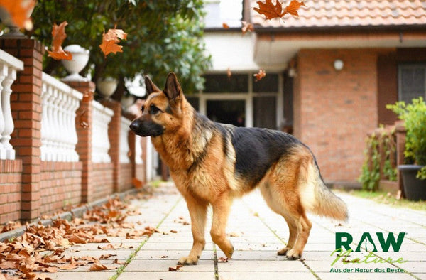 Rechtliche Aspekte und Vorschriften für die Haltung von Hunden in Deutschland