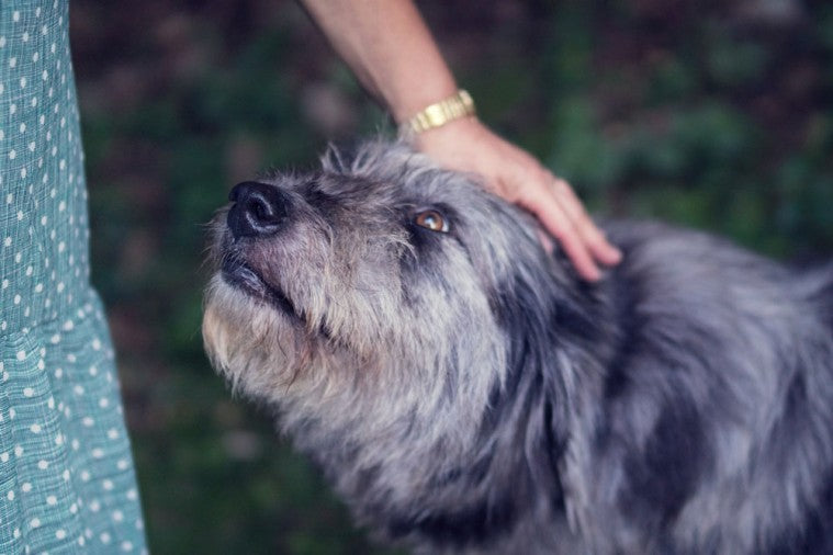 Grillen mit Hund - Ja oder Nein?
