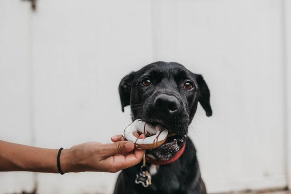 Typgerechte Ernährung - Das braucht ihr Hund wirklich