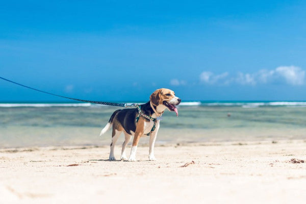 Mit dem Hund in den Urlaub? Kein Problem!