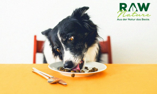 Wie man Hundefutter auswählt, Tipps und Tricks