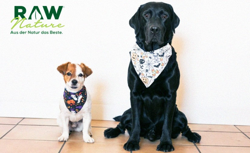 Wie wähle ich Leckerlis für Ihren Hund aus?
