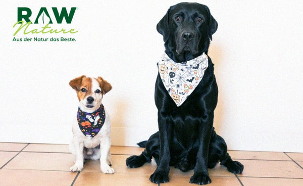 Wie wähle ich Leckerlis für Ihren Hund aus?
