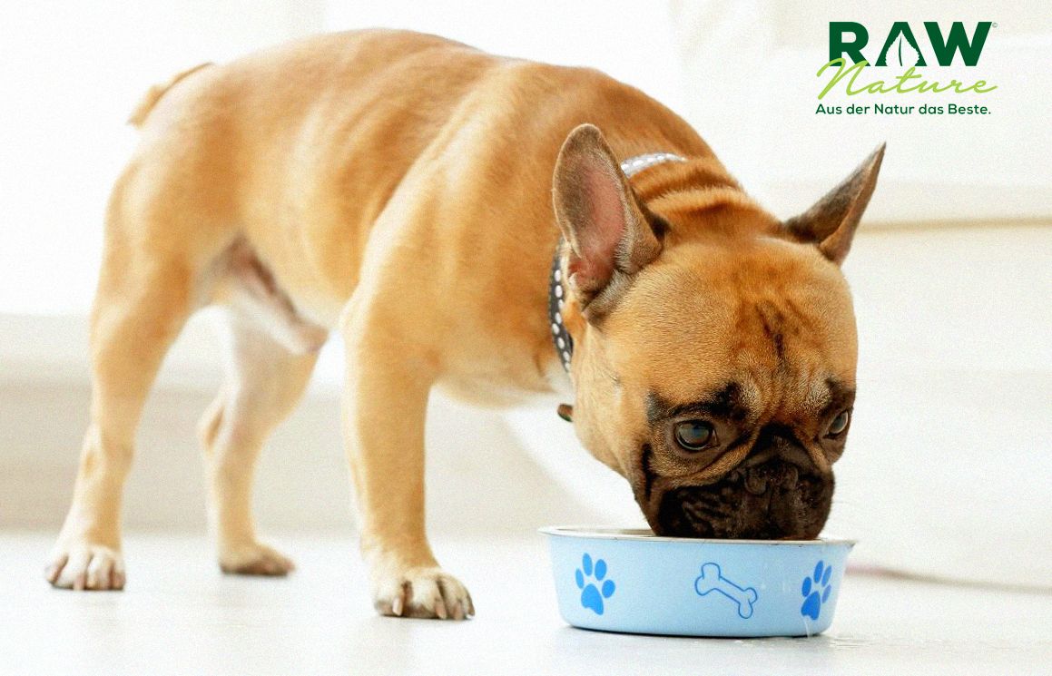 Wie wählt man Trockenfutter für Hunde aus, Tipps und Tricks