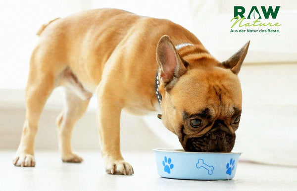 Wie wählt man Trockenfutter für Hunde aus, Tipps und Tricks