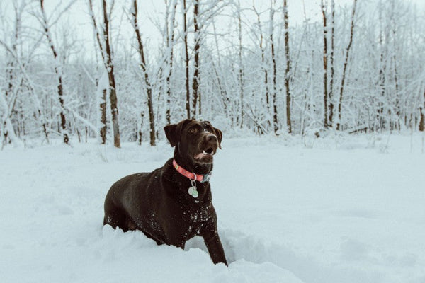 Im Winter ist mein Hund einfach immer etwas runder!