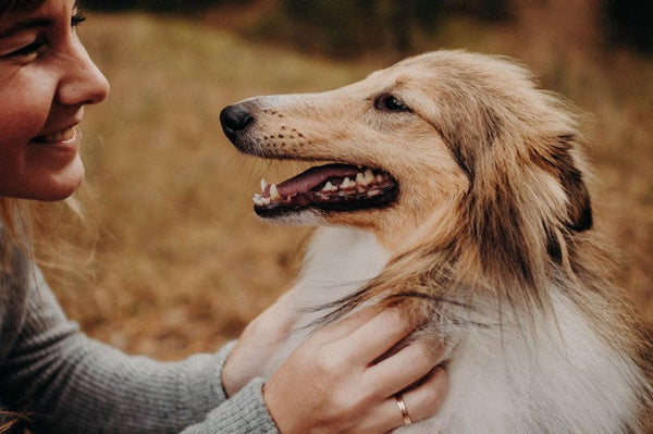 Natürlicher Zeckenschutz für Ihren Hund