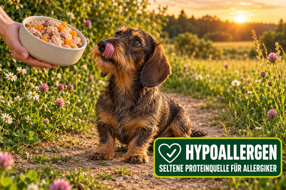 Rauhaardackel leckt sich die Schnauze – hypoallergenes Nassfutter Kaninchen von RAW Nature