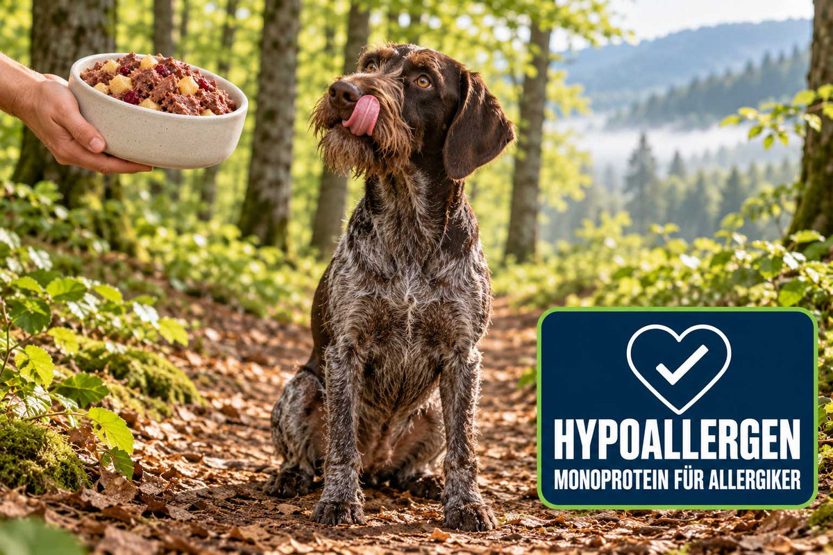 Hund leckt sich die Schnauze – hypoallergenes Nassfutter Wildschwein von RAW Nature